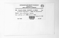 Elsinoe verbenae image